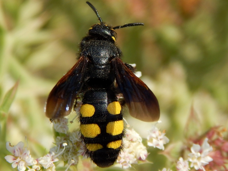 Femmina di Colpa sexmaculata (Scoliidae).